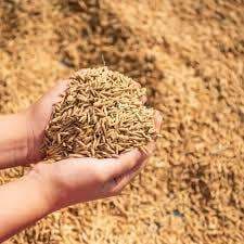 Rourkela News :  20 दिन बाद खुलने वाली है मंडी, टोकन मिलने से पहले ही धान की बिक्री शुरू