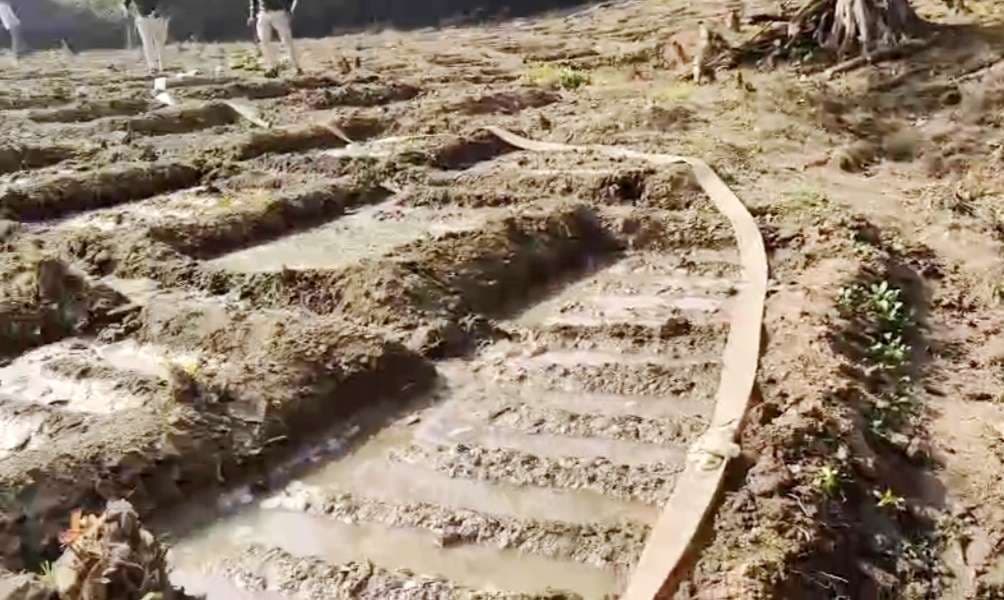 भेलवा दोहर जंगल में  पुलिस का छापा, एक एकड़ में लगे अफीम का फसल नष्ट