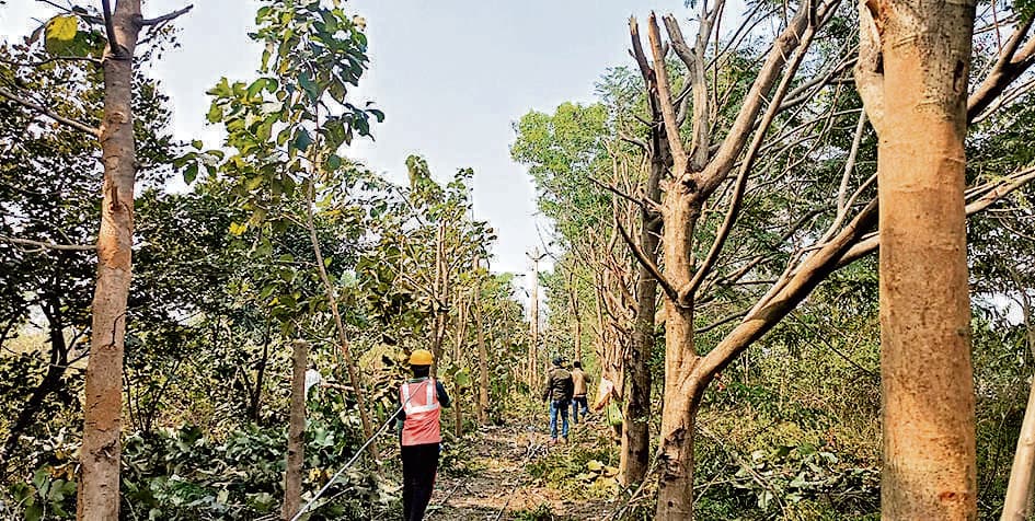 East Singhbhum News : एनएच किनारे हाई टेंशन तार खींचने के लिए काटे गये सैकड़ों पेड़