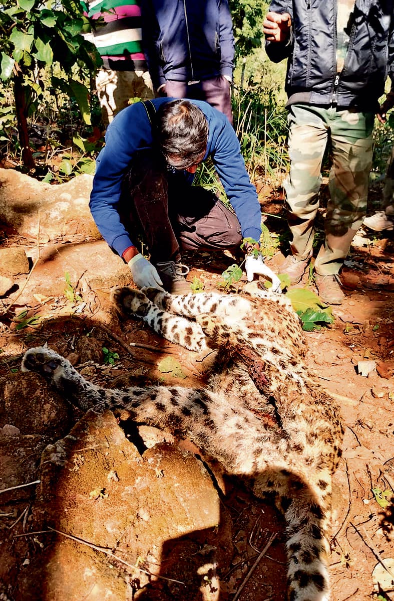 Rourkela News: कुसुमडीह रिजर्व फॉरेस्ट में मिली तेंदुए की लाश, एक गिरफ्तार