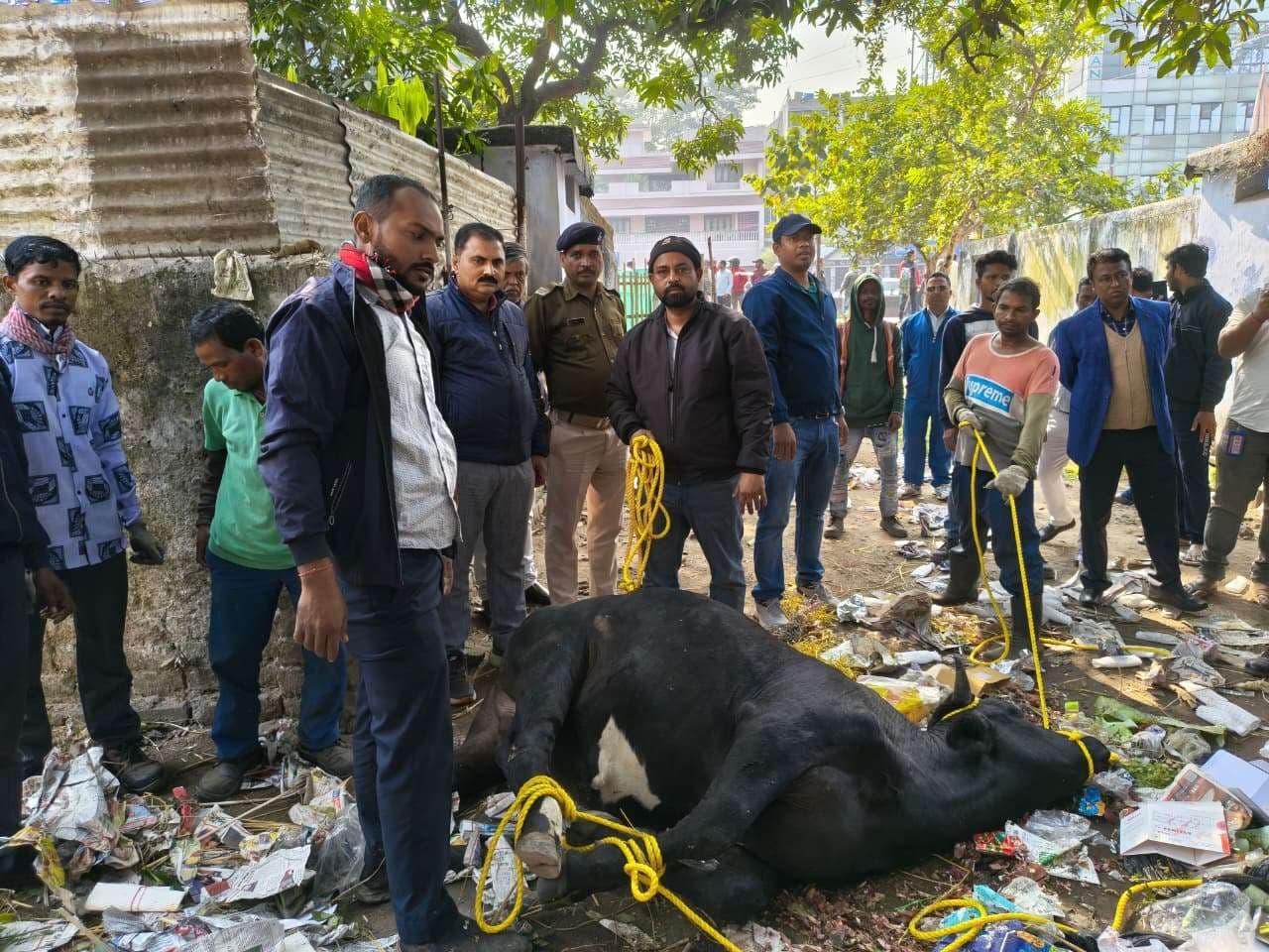 Jamshedpur News : साकची से दो सांड़ ट्रेंकुलाइज कर पकड़े गये, भेजे गये गौशला