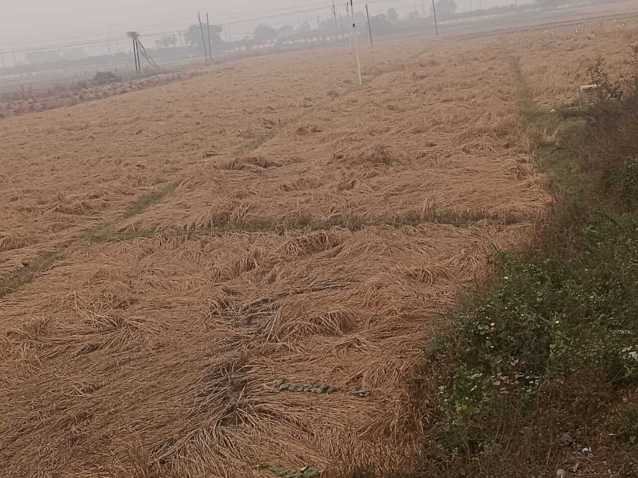 लेटे धान की कटाई बना संकट, न हार्वेस्टर मिल रहा न मजदूर