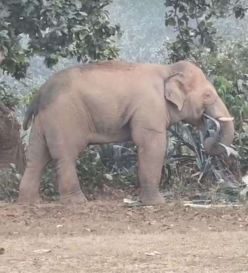 खेतों में लगी फसलों को किया बर्बाद