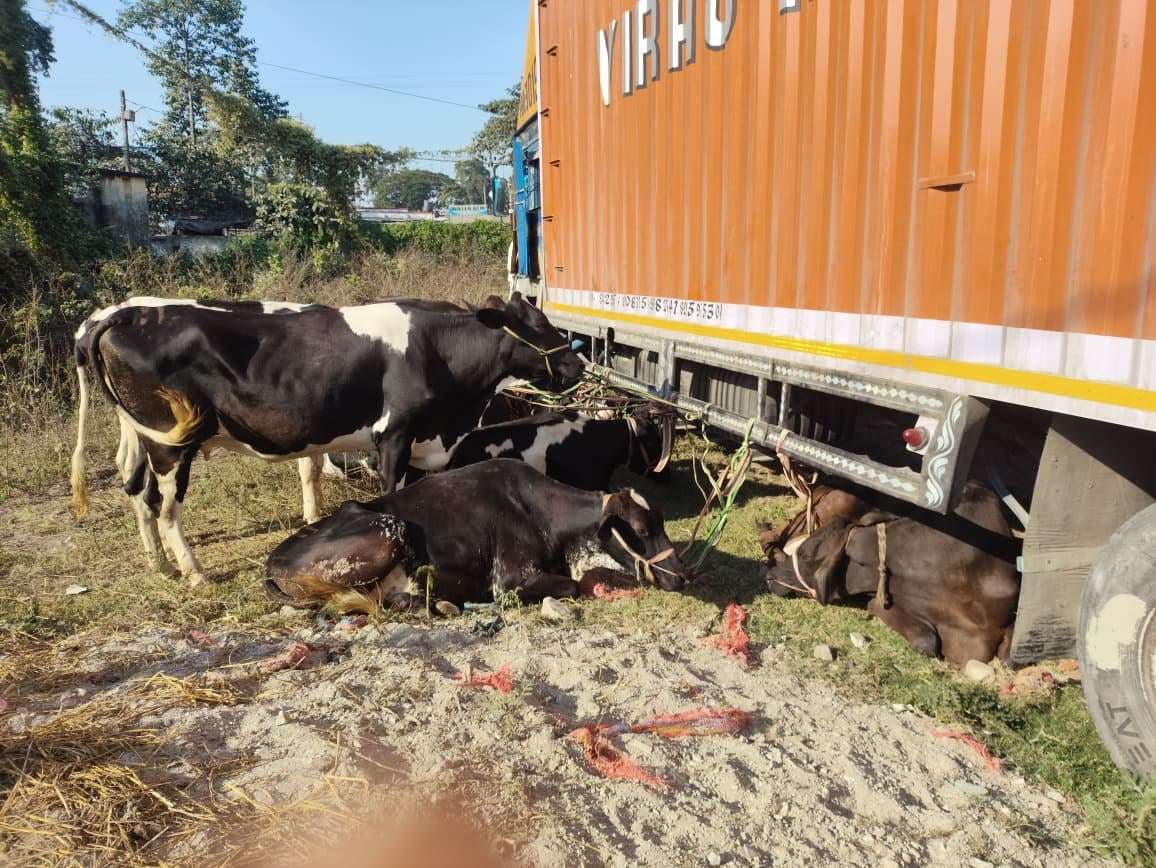 दो पिकअप में लदे 16 मवेशियों को किया जब्त
