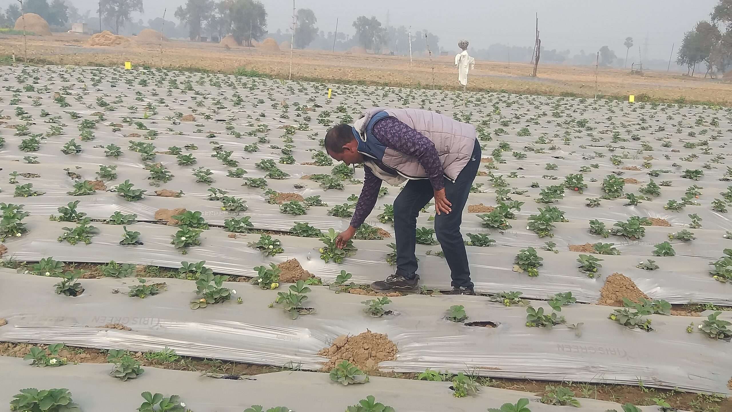 sasaram News : पारंपरिक खेती छोड़ स्ट्रॉबेरी से अच्छी आय कमा रहे किसान शशिकांत