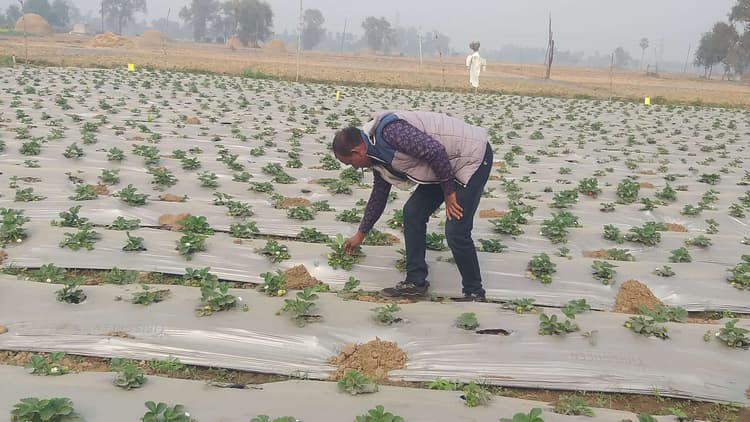 sasaram News : पारंपरिक खेती छोड़ स्ट्रॉबेरी से अच्छी आय कमा रहे किसान शशिकांत