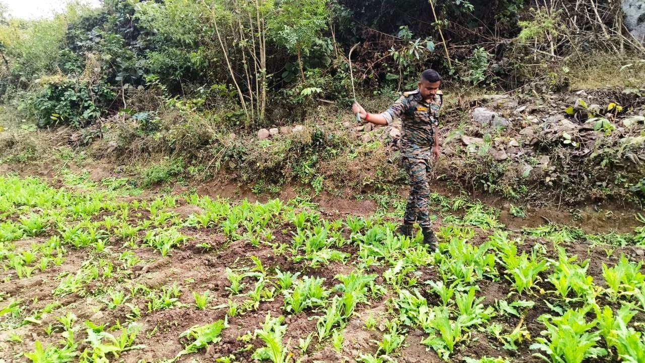 पांच एकड़ में लगे अफीम को पुलिस ने किया ध्वस्त