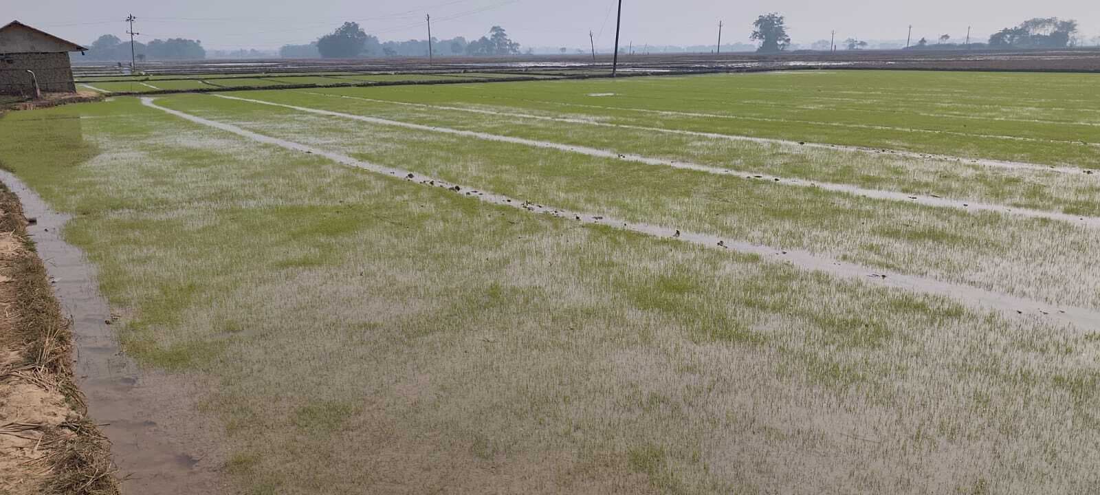 East Singhbhum News : बहरागोड़ा के कई गांवों में गरमा धान की खेती शुरू