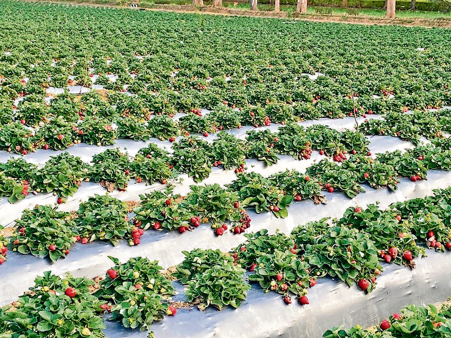 Ranchi news : झारखंड के बाजारों में लोकल स्ट्रॉबेरी आने लगा है, पर किसानों को अब तक नहीं मिले सरकारी स्ट्रॉबेरी के पौधे