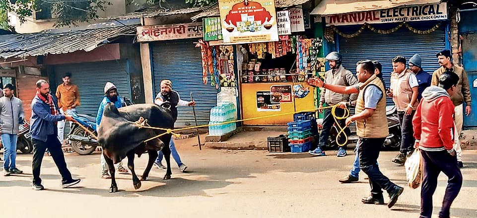 Jamshedpur News : बिरसानगर में सांड़ को काबू करने में छूटे पसीने, डार्ट गन का वार भी बेअसर