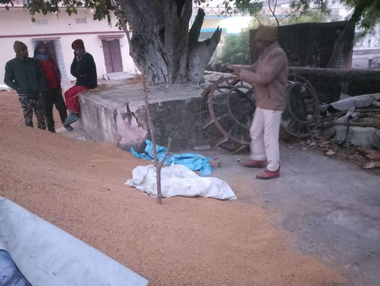 हुजूर! फसल बेंचकर करनी थी बेटी की शादी, धान चुरा ले गये चोर