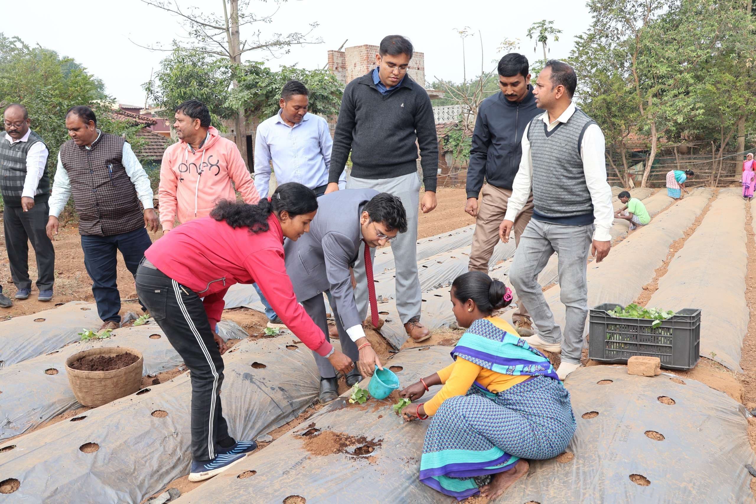 बागनल में स्ट्रॉबेरी की खेती की शुरुआत, बढ़ेगी किसानों की आय