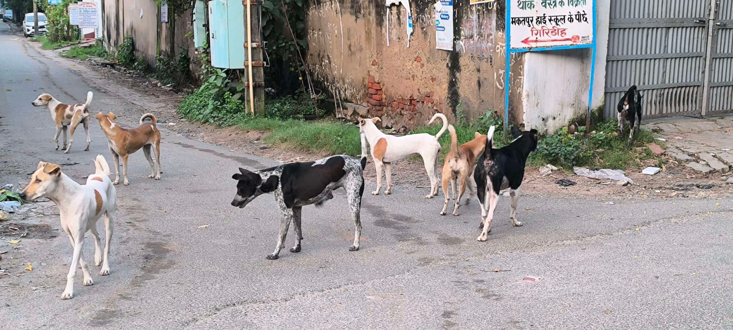 Giridih News :आवारा कुत्तों के आतंक से शहरी व कोयलांचलवासी परेशान, राहगीरों पर करते हैं हमला