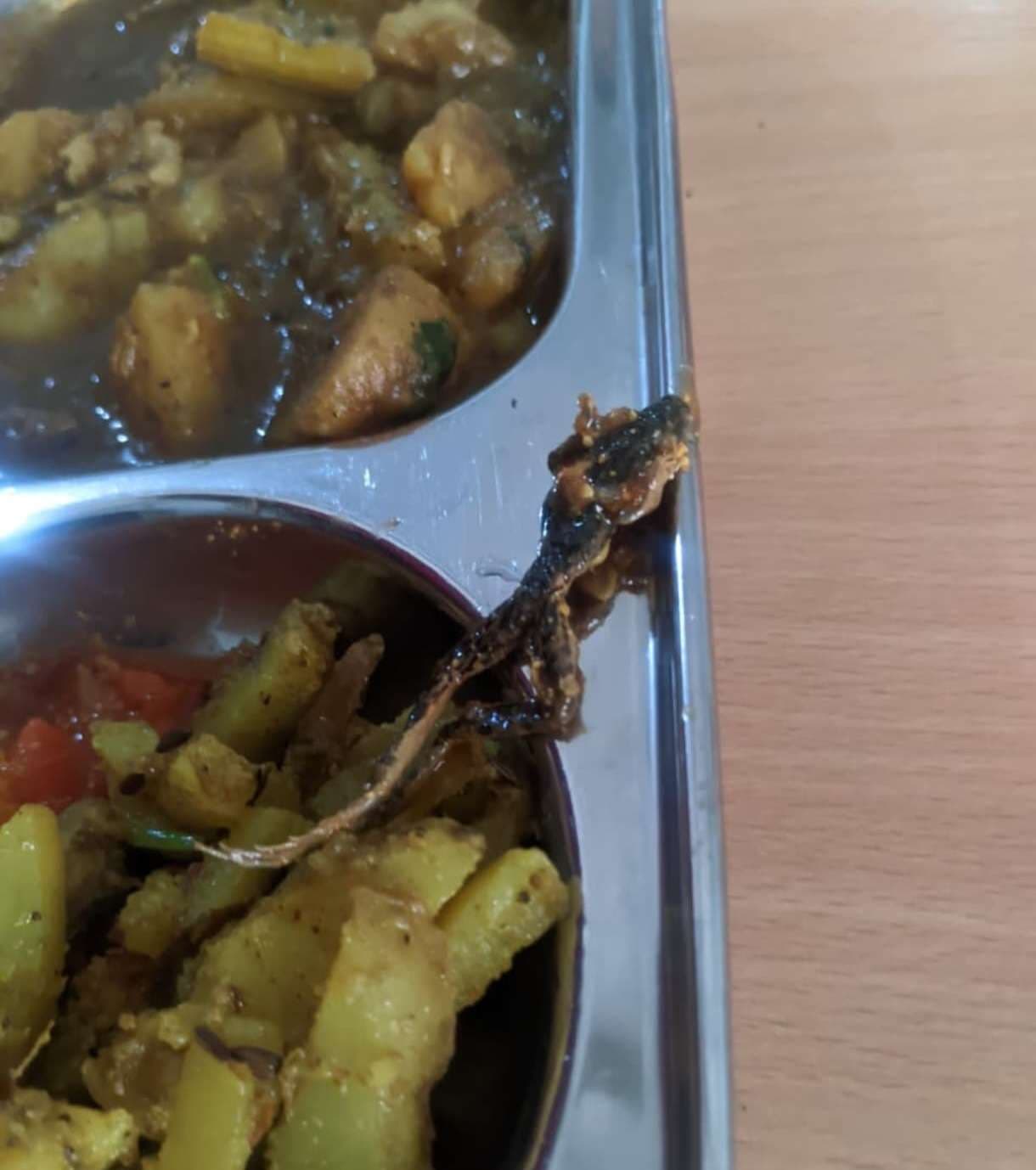 प्रशिक्षु शिक्षकों के खाने में मिली छिपकली बीडीओ बोले, अचार में मेढ़क का बच्चा था