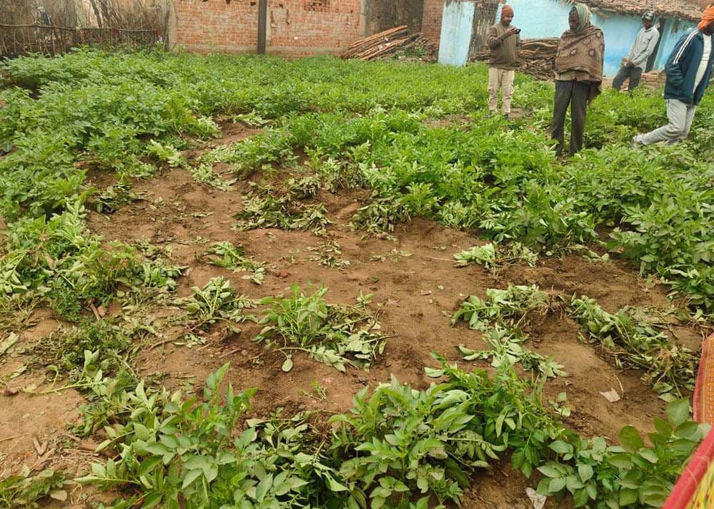 घरों को क्षतिग्रस्त किया और चट कर गया अनाज