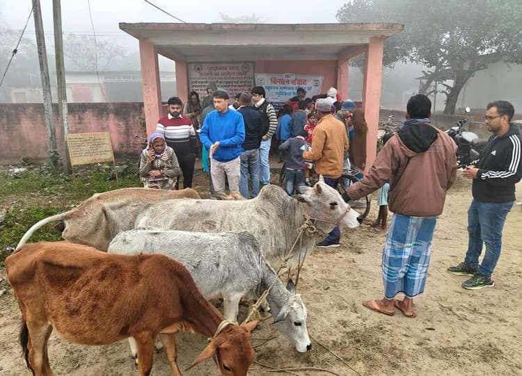 पशु चिकित्सा शिविर में 349 पशुओं का किया उपचार