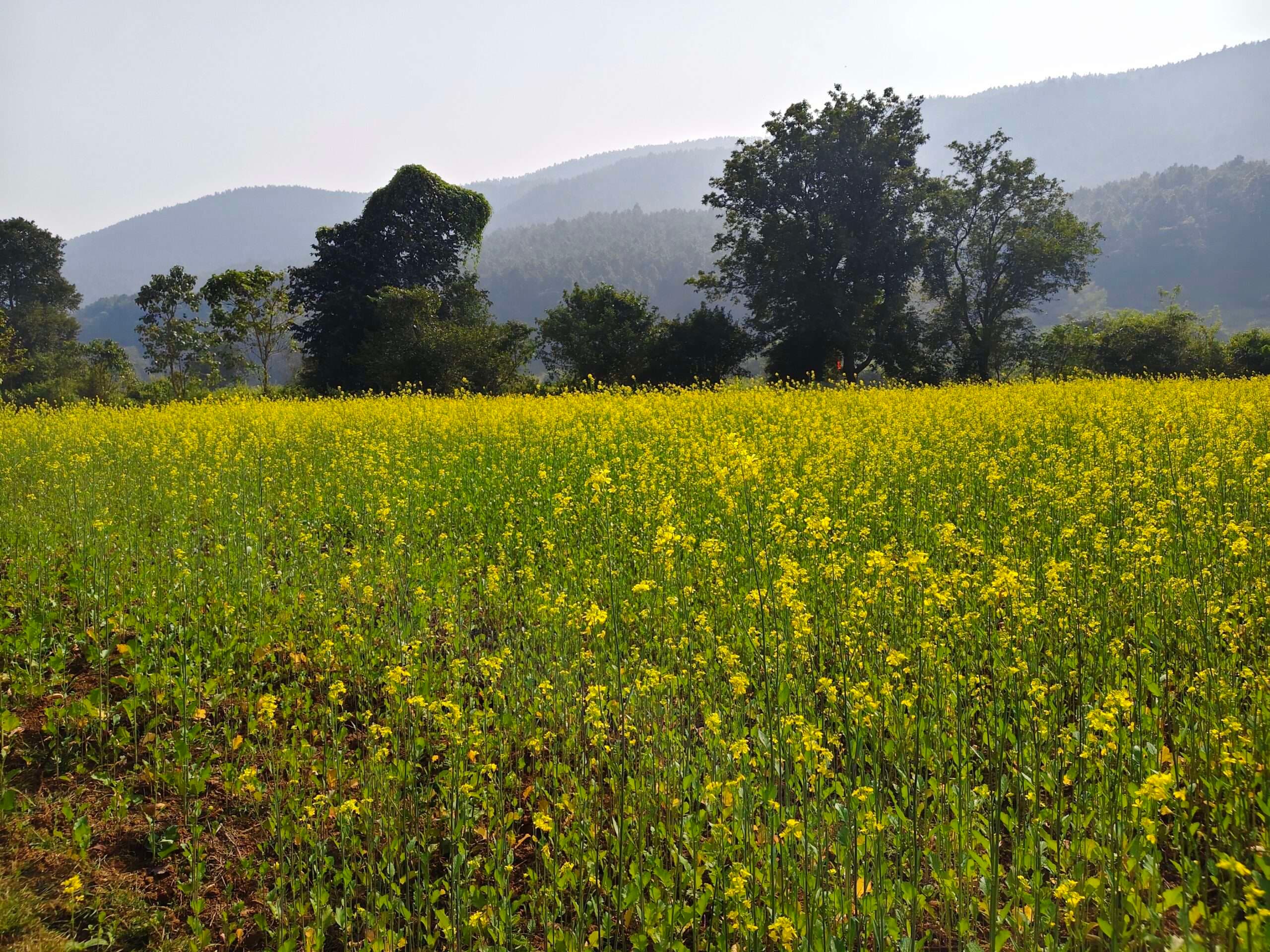 Seraikela Kharsawan News : नशे के बीज को बॉय, पोषण को गले लगाया