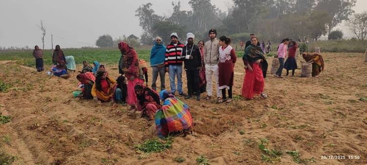 आलू की उपज कम होने से किसान परेशान