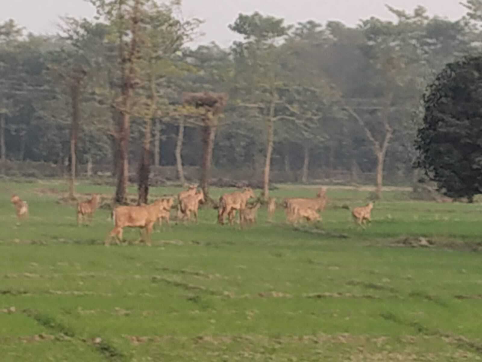 झुंड में नीलगाय, घोड़पाड़ा सहित अन्य जंगली जानवर फसलें कर रहे बर्बाद