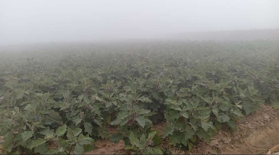 कोहरे से जन जीवन अस्त व्यस्त, खेती पर असर
