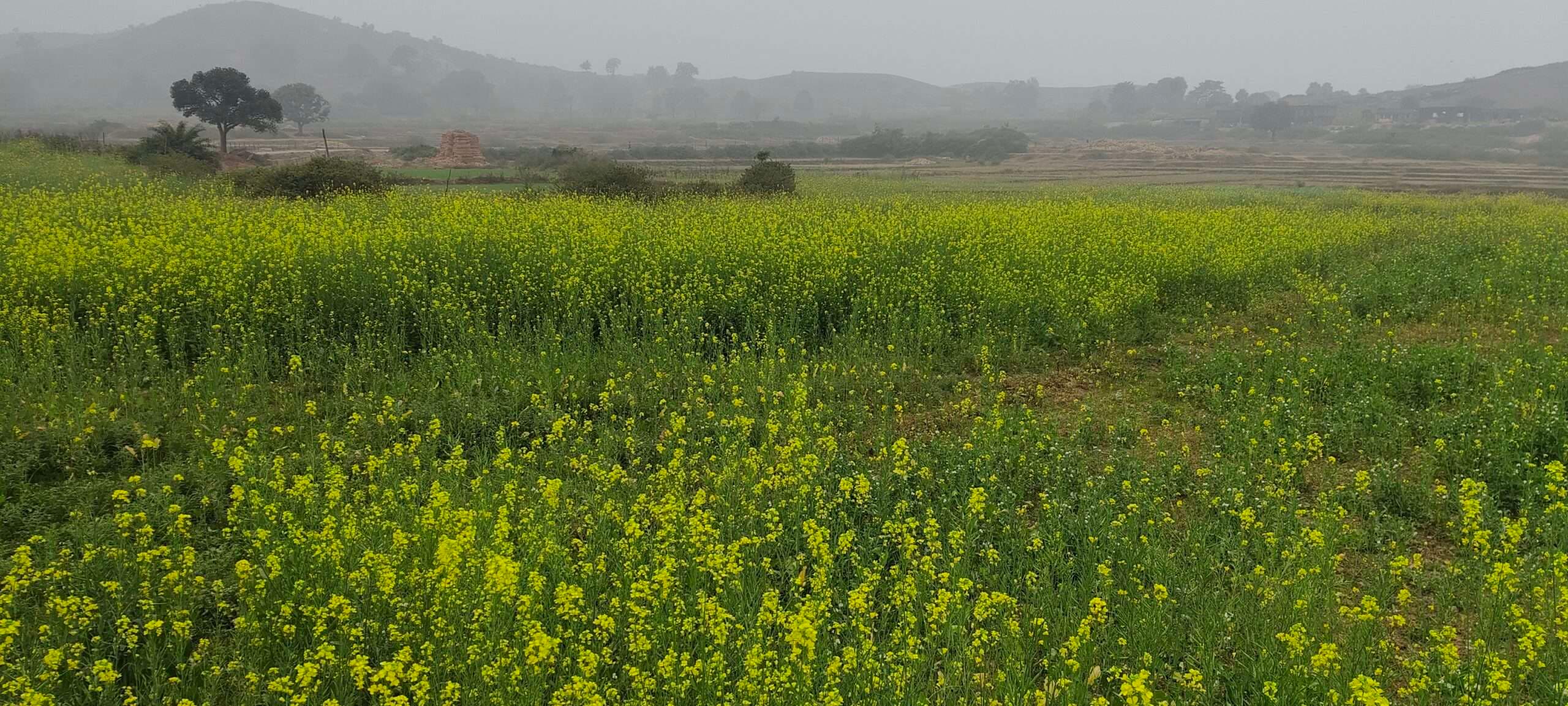 Giridih News :आलू के पत्ते पड़े पीले, सरसों व अरहर के झड़ रहे फूल