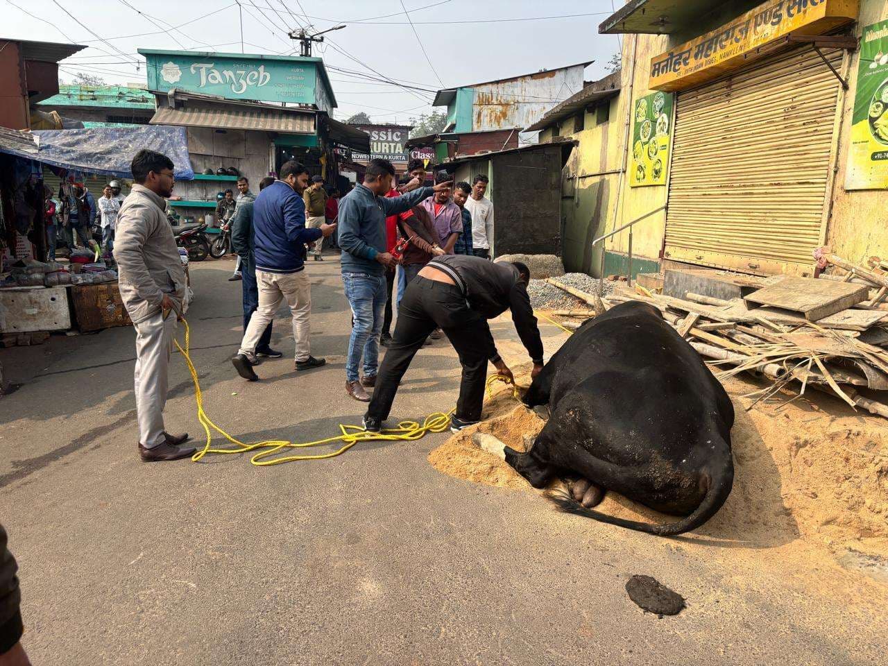 Jamshedpur News : बिष्टुपुर में जेएनएसी का ऑपरेशन सांड़ : घंटों मशक्कत के बाद चार सांड़ पकड़े गये