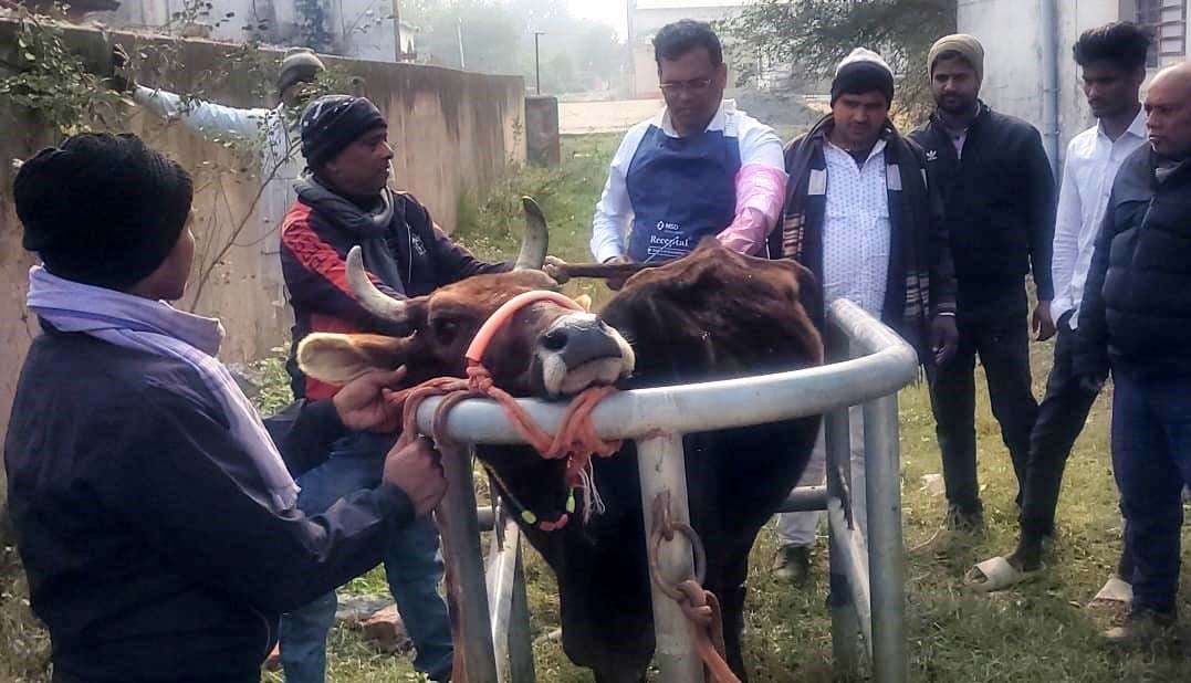 पशु बांझपन को लेकर पशुपालन विभाग द्वारा लगाया गया शिविर