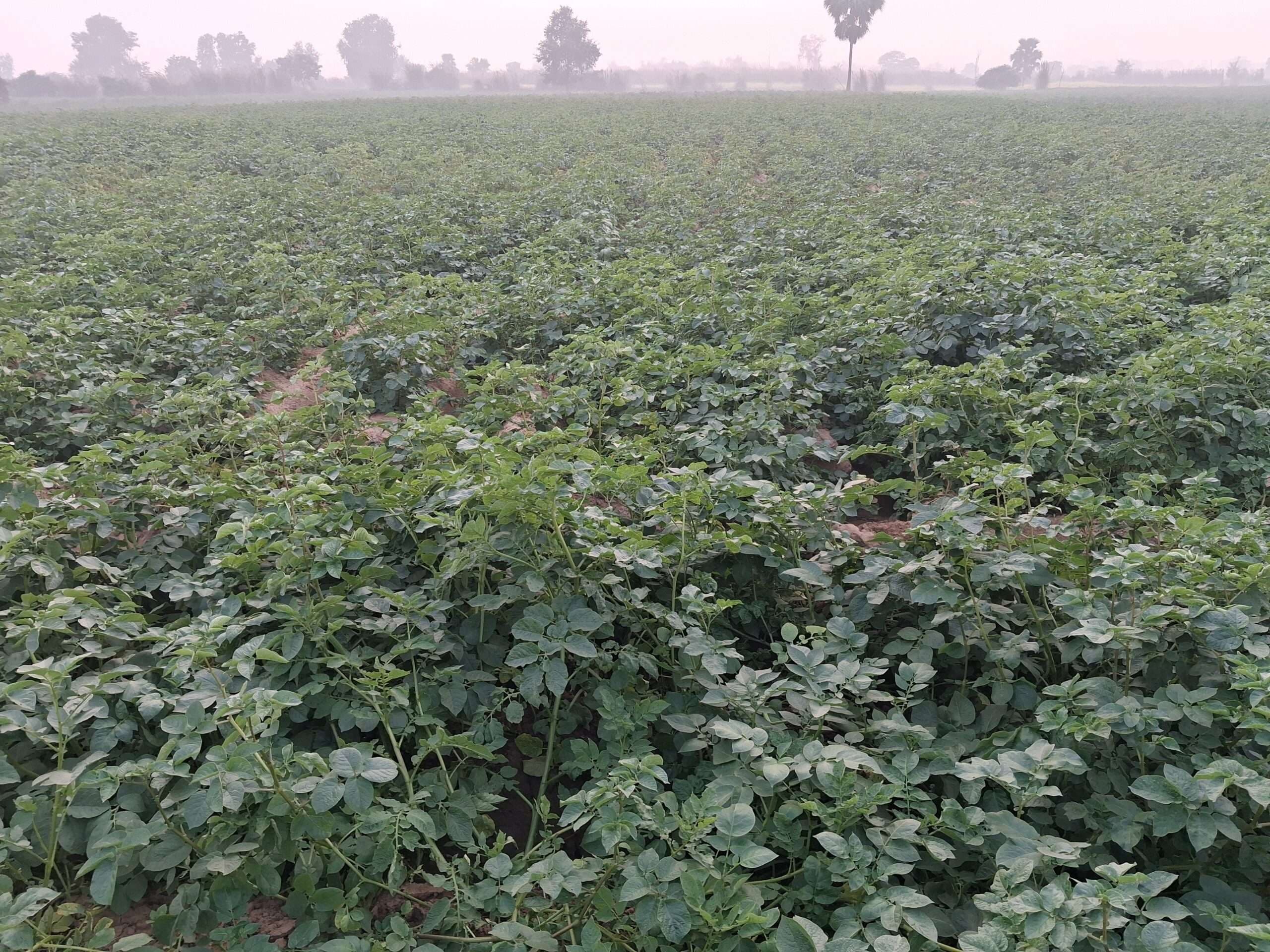 कड़ाके की ठंड और घने कोहरे से आलू-सरसों की फसल पर संकट, किसान चिंतित