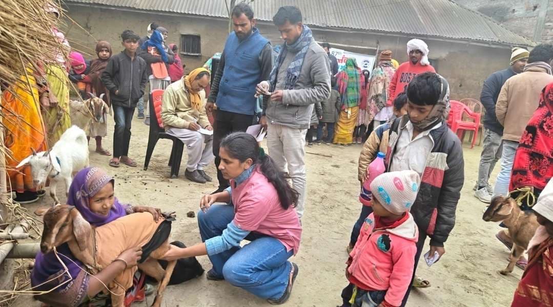 पशु चिकित्सा शिविर में 259 पशुओं का किया उपचार