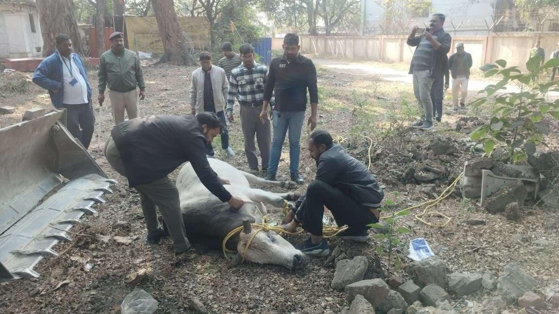 Jamshedpur News : बिष्टुपुर में सड़क पर जमे मवेशियों को जेएनएसी ने किया जब्त, मालिकों पर लगा जुर्माना