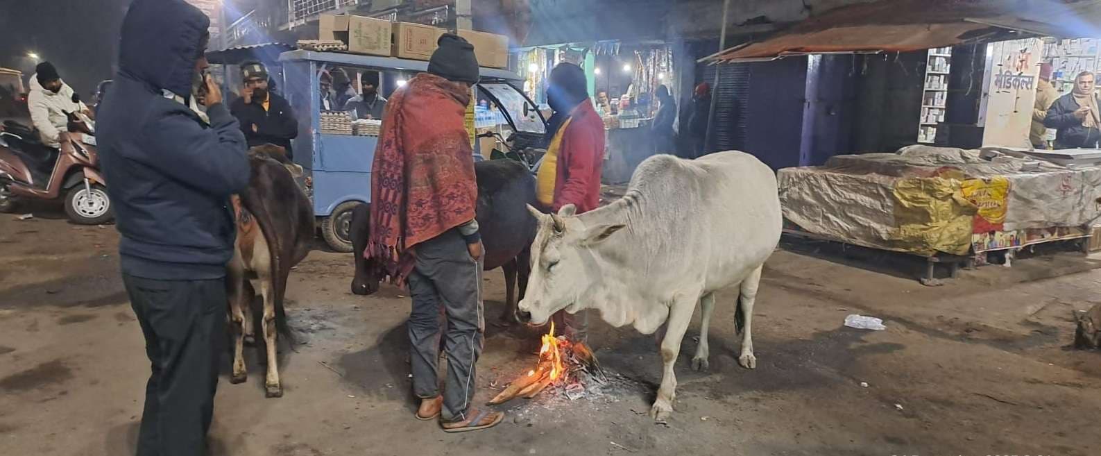 कड़ाके की ठंड से मवेशी व राहगीर परेशान, अलाव बना सहारा
