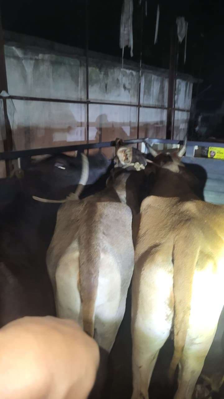 मवेशियों से भरा पिकअप जब्त, एक बछड़ा और पांच गाय हुईं बरामद, चालक फरार