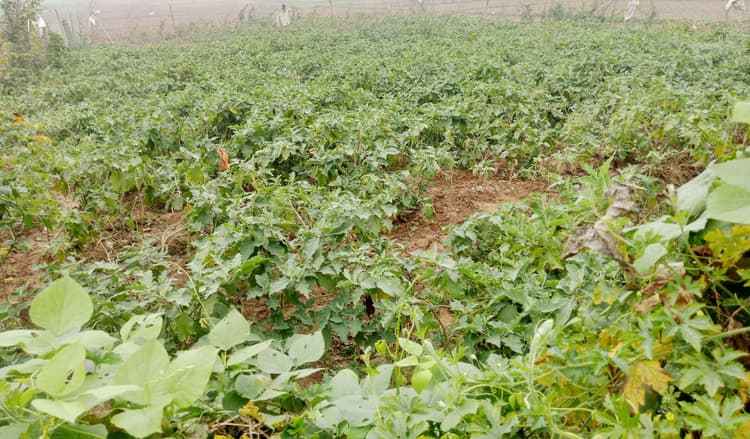 बैगन की खेती से किसान कर रहे बेहतर कमाई