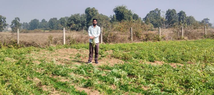 इचाकखुर्द गांव में हाथी ने फसलों को किया बर्बाद