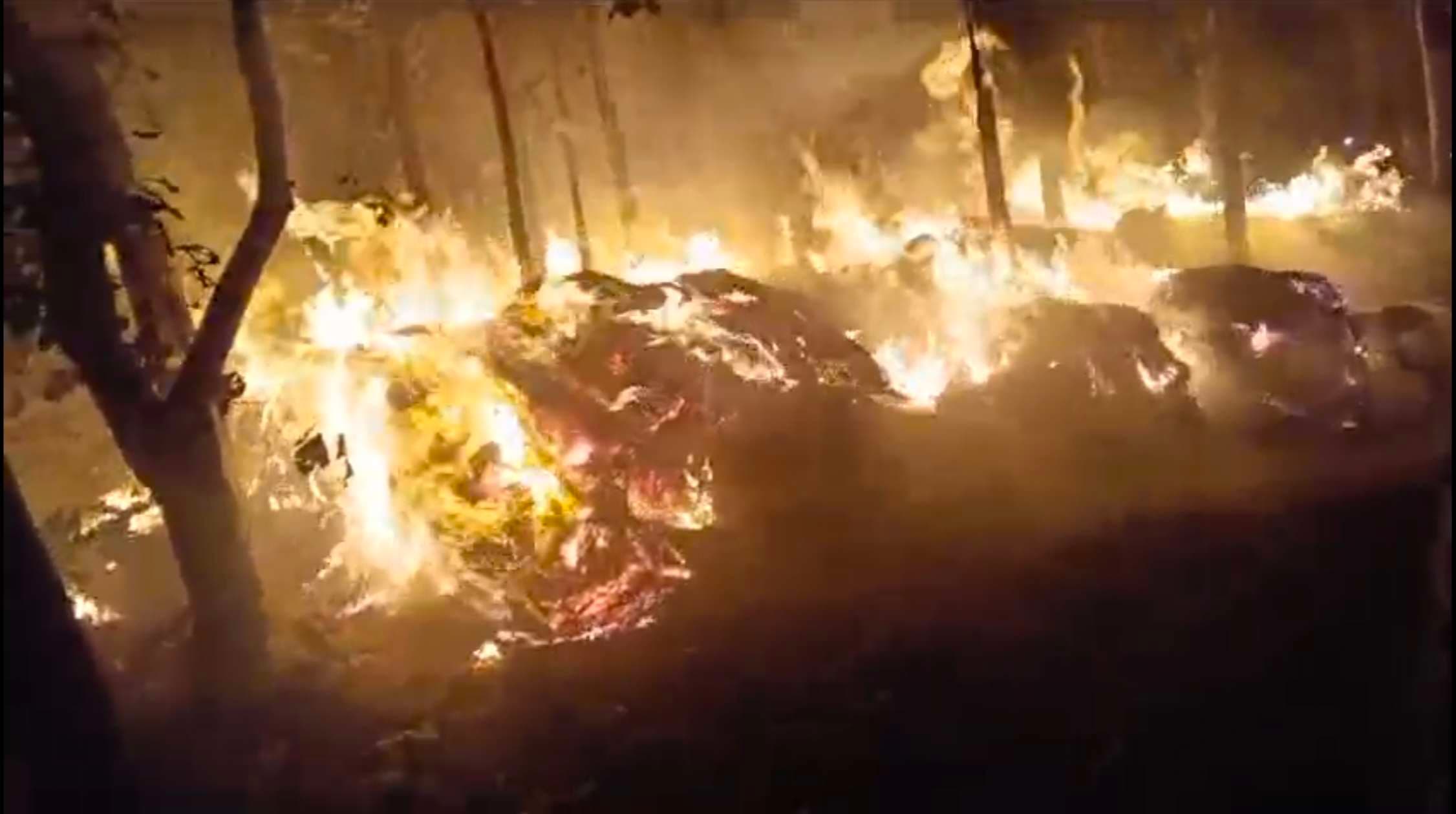 आग लगने से आठ बीघा धान की फसल जलकर राख, 40 सागवान के पेड़ भी जले