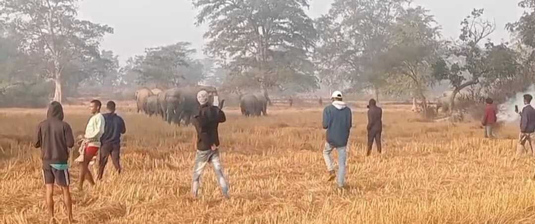 Chaibasa News : गांवों में घुस रहा हाथियों का झुंड, दहशत