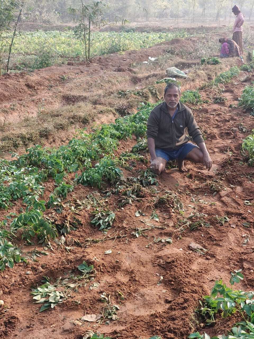 East Singhbhum News : कालापाथर में हाथी ने आलू की खेती को बर्बाद किया, किसान हुए चिंतित