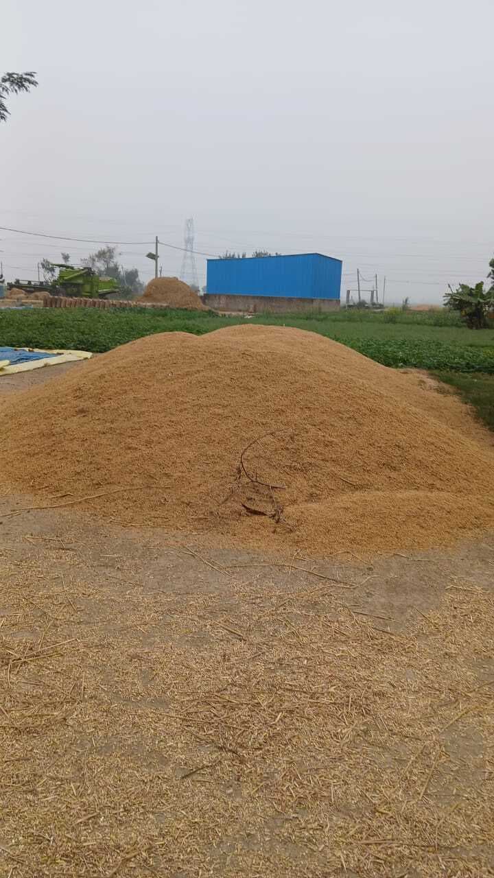 बहेरा पंचायत में 40 हजार क्विंटल उपज, खरीद का लक्ष्य मात्र 13,600 क्विंटल