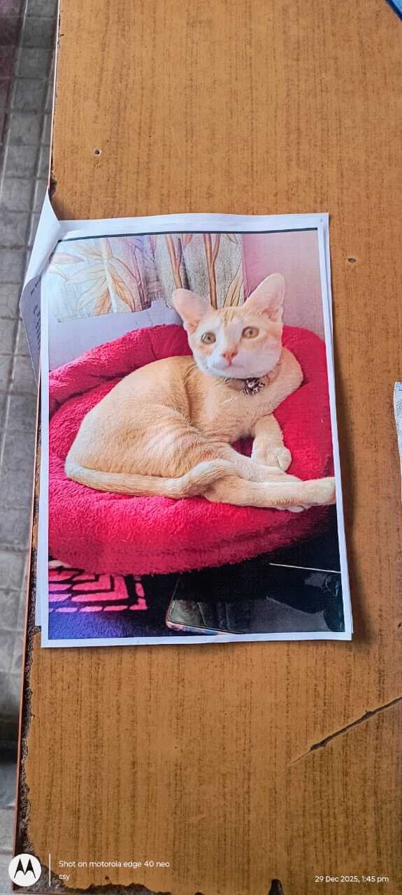 Motihari : अपराधियों के बाद अब ‘''''मिशन कैट’ पर मोतिहारी पुलिस