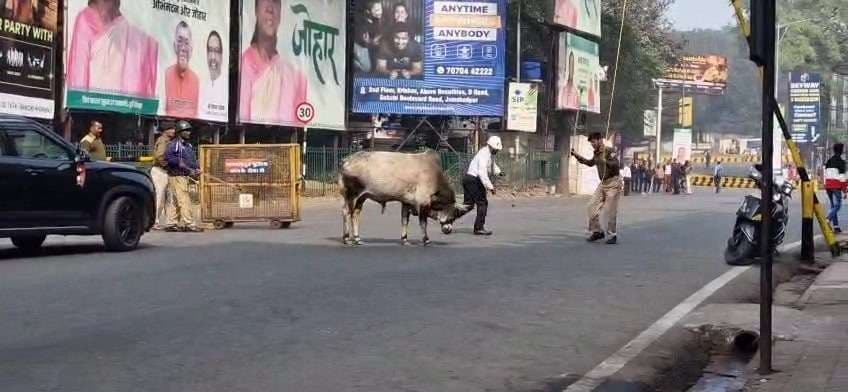 Jamshedpur News : बिष्टुपुर में राष्ट्रपति की सुरक्षा में तैनात पुलिस जवानों व युवती पर सांड़ ने किया हमला