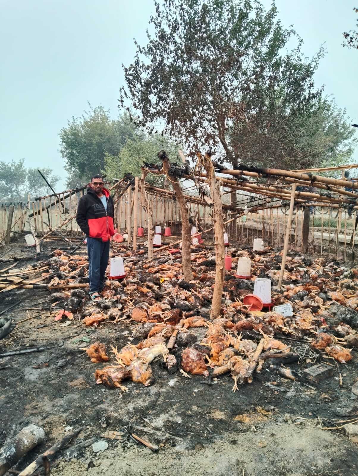 पोल्ट्री फार्म में आग लगने से हजारों मुर्गियां जलकर राख