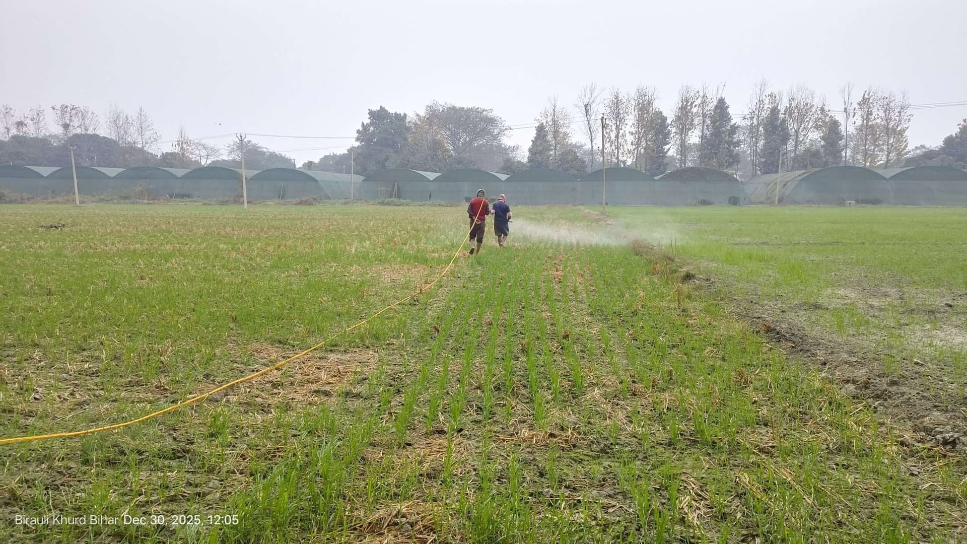 Samastipur News:गेहूं में खरपतवार नियंत्रण व सिंचाई उत्पादन के लिए वरदान : डॉ किशोर