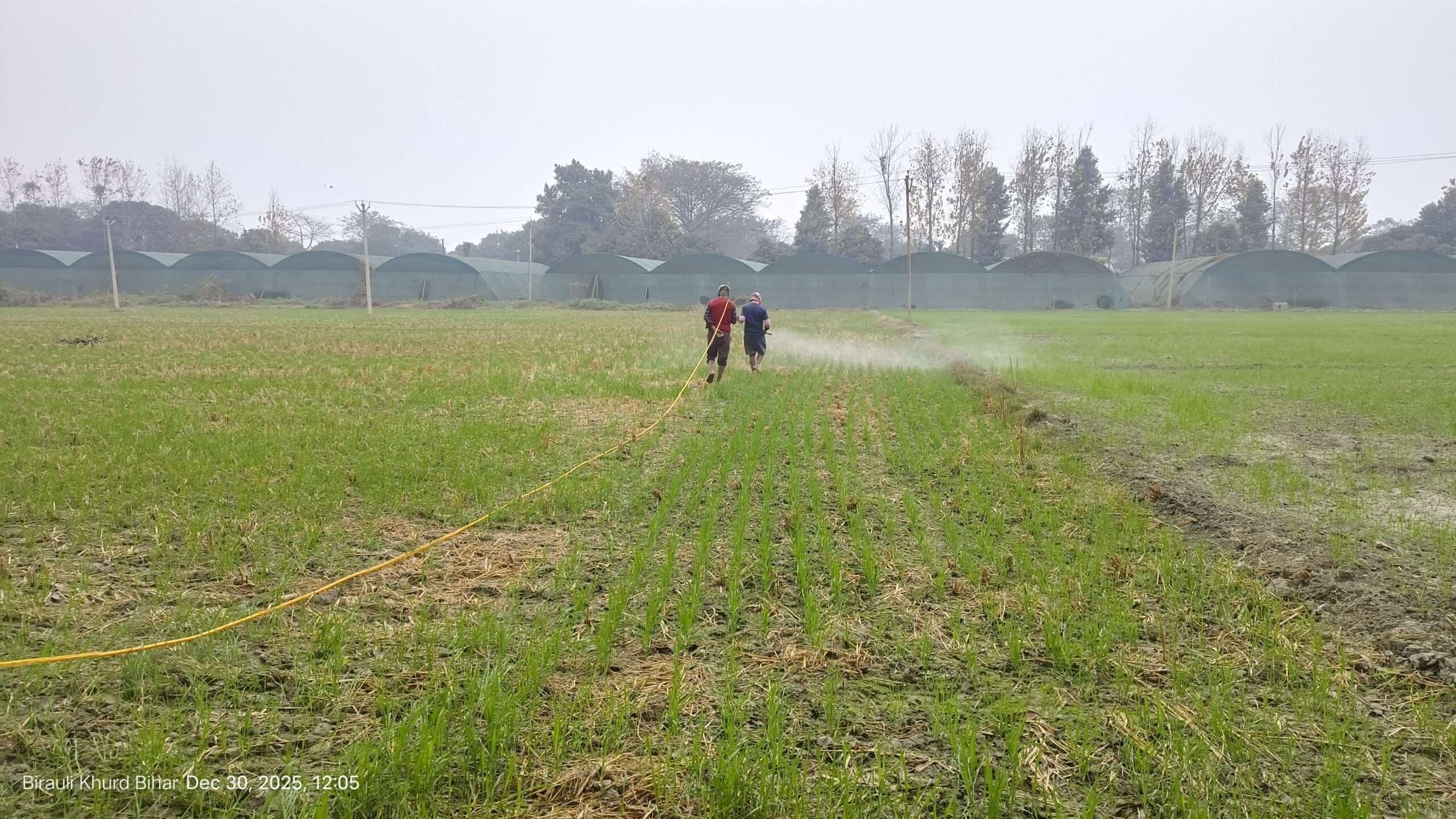 Samastipur News:गेहूं में खरपतवार नियंत्रण व सिंचाई उत्पादन के लिए वरदान : डॉ किशोर