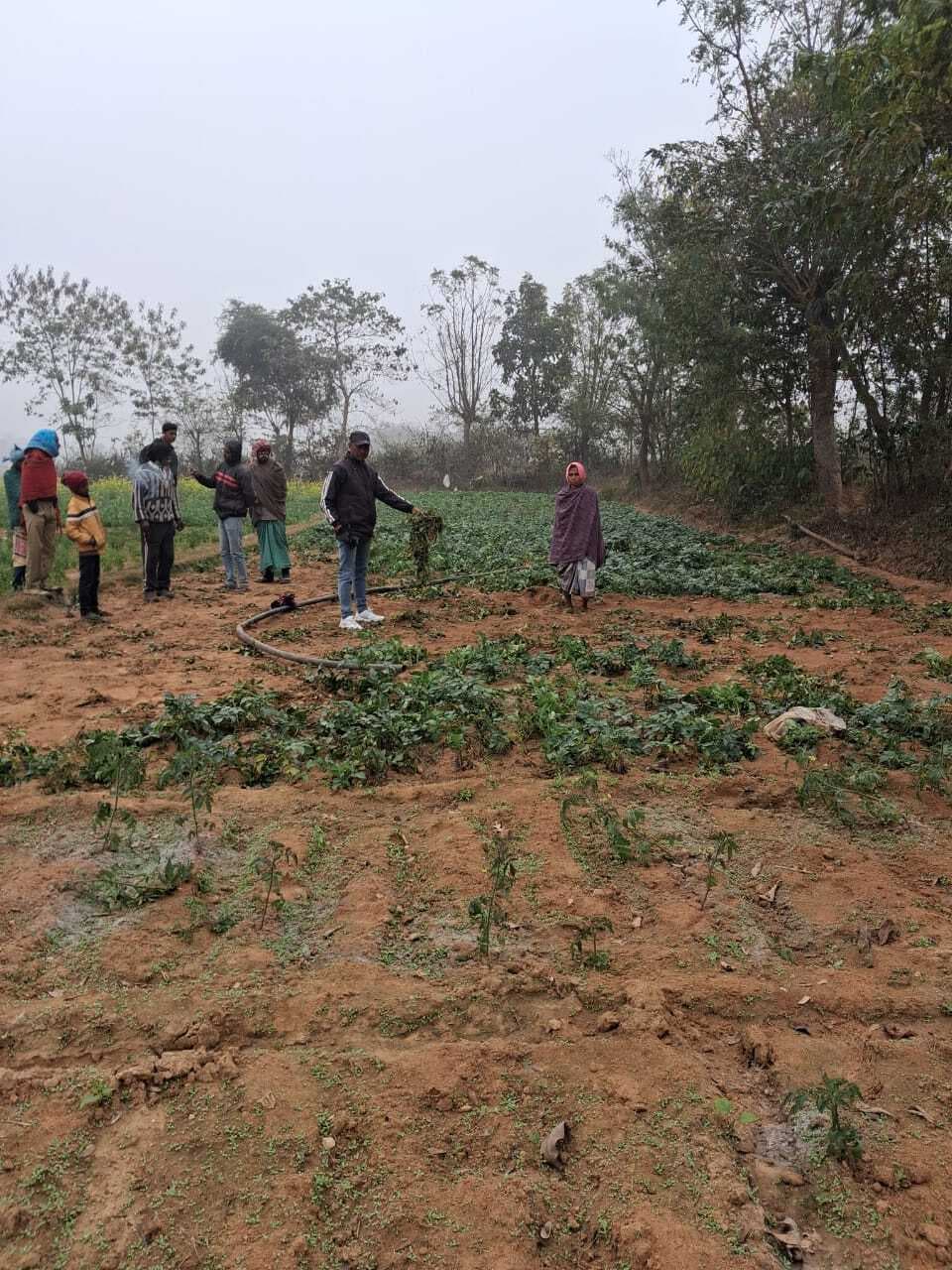 सोनाहातू मे जंगली हाथियों का आतंक, सैकड़ों एकड़ फसल किया बर्बाद