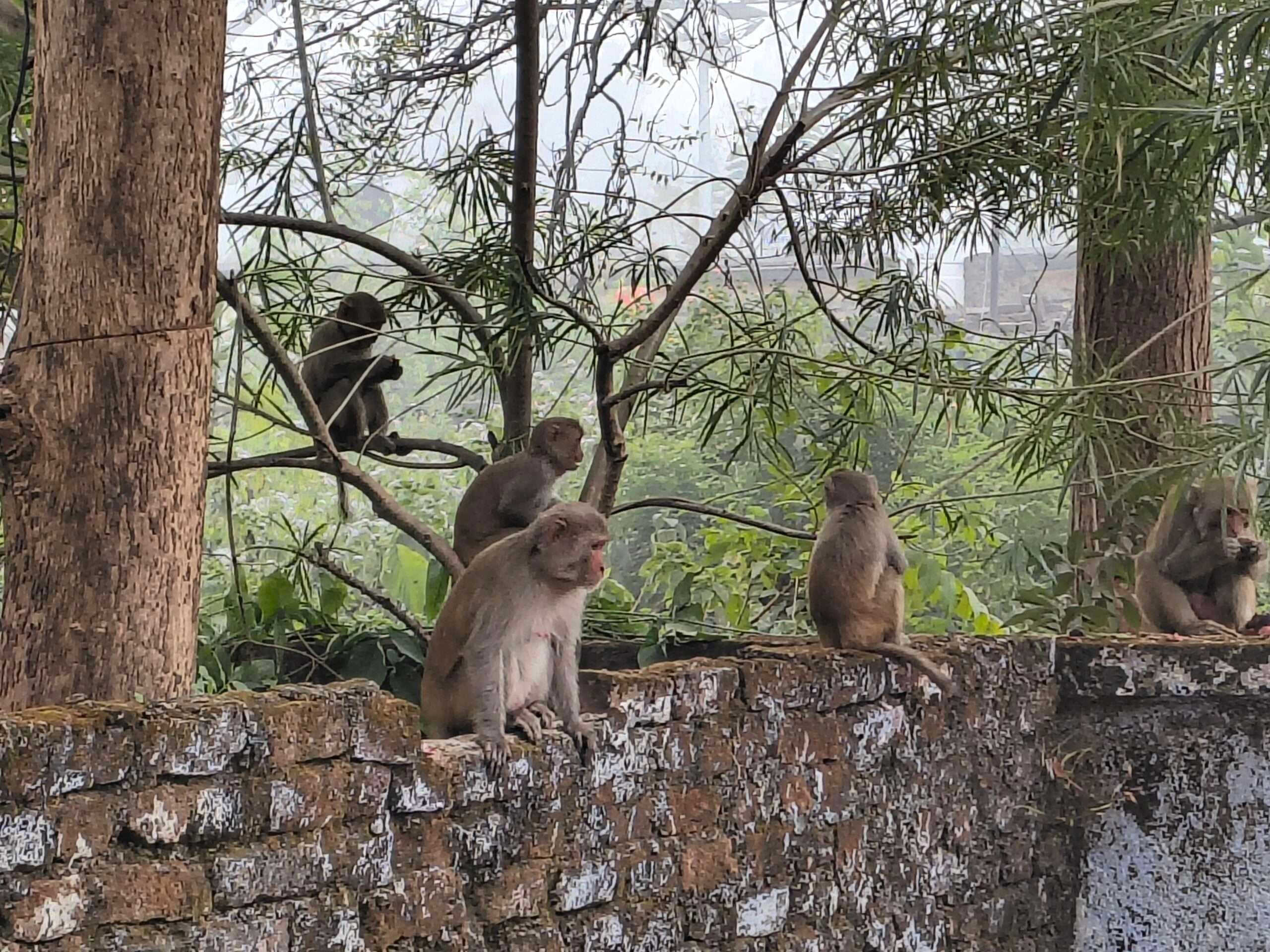 बंदरों के आतंक से सिल्ली के लोग परेशान