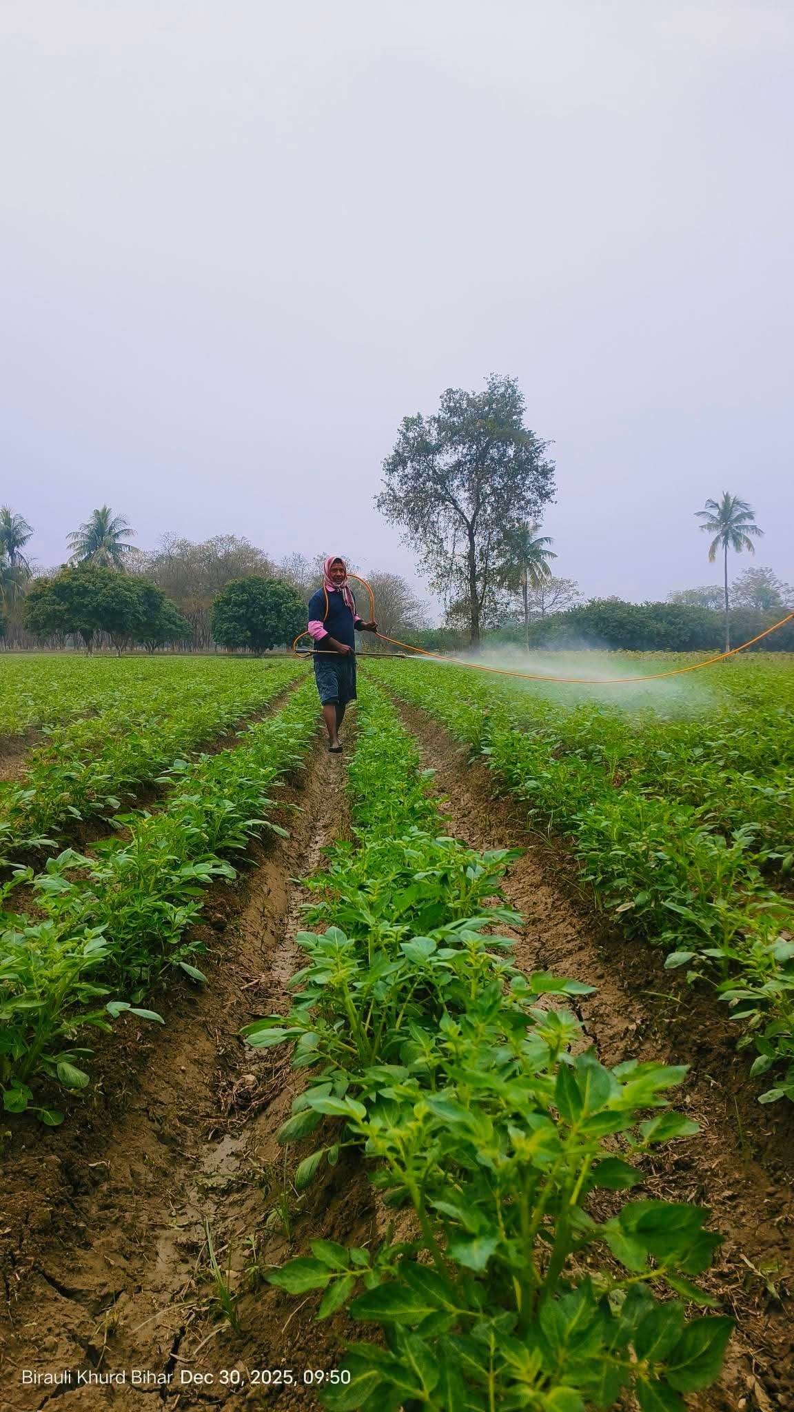 Samastipur News:आलू में फंगीसाइड स्प्रे करने की जरूरत : कश्यप