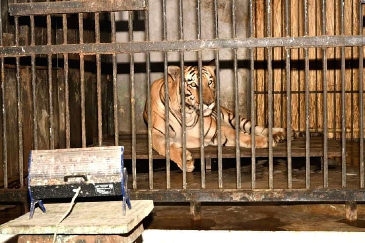 Bihar News: शेर और बाघ के लिए लगा है हीटर, यहां कंबल ओढ कर सोते हैं सांप