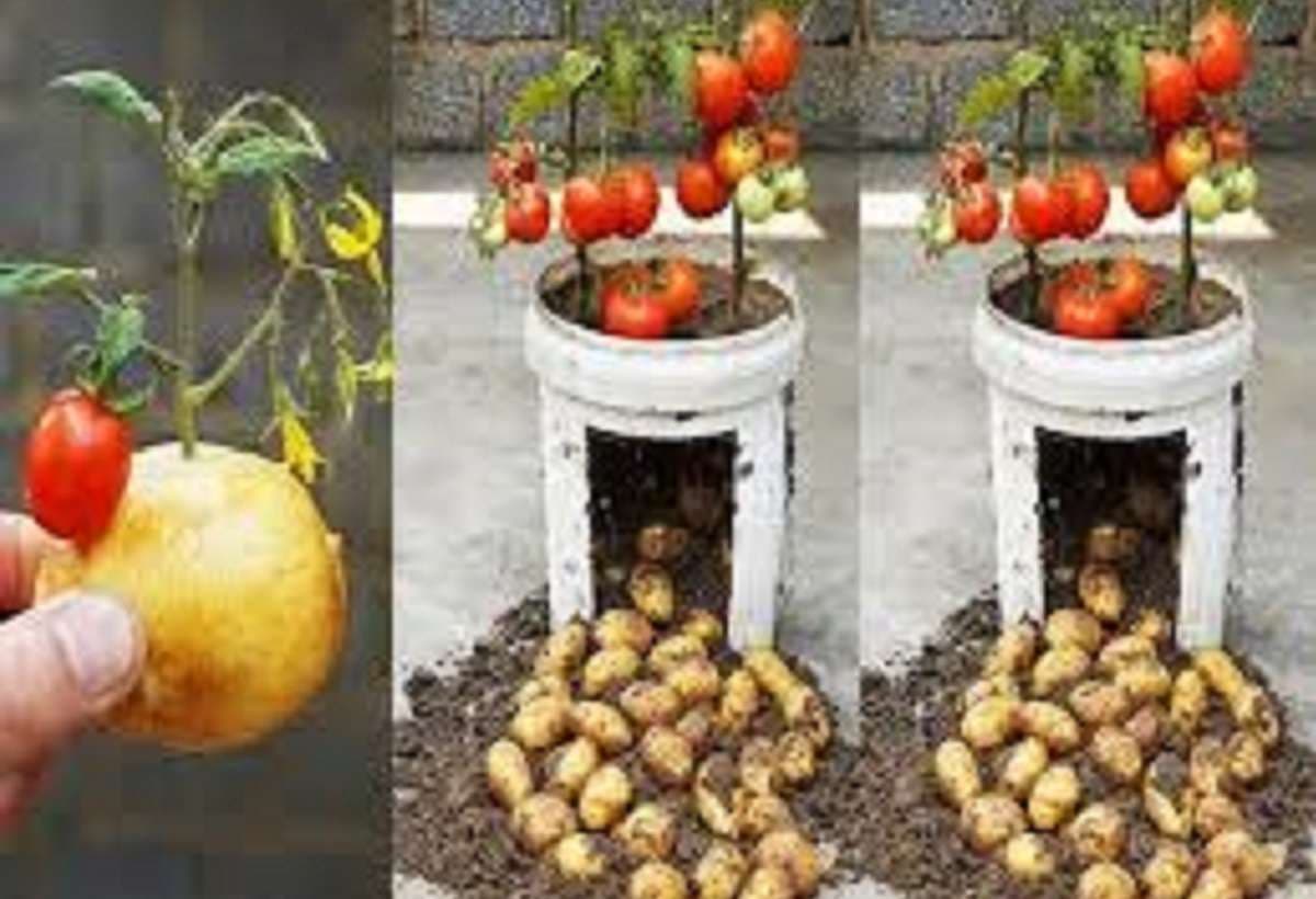 Bihar News: बिहार में 'पोमैटो' से बदलेगी खेती की तस्वीर, एक ही पौधे में उगेगा आलू व टमाटर