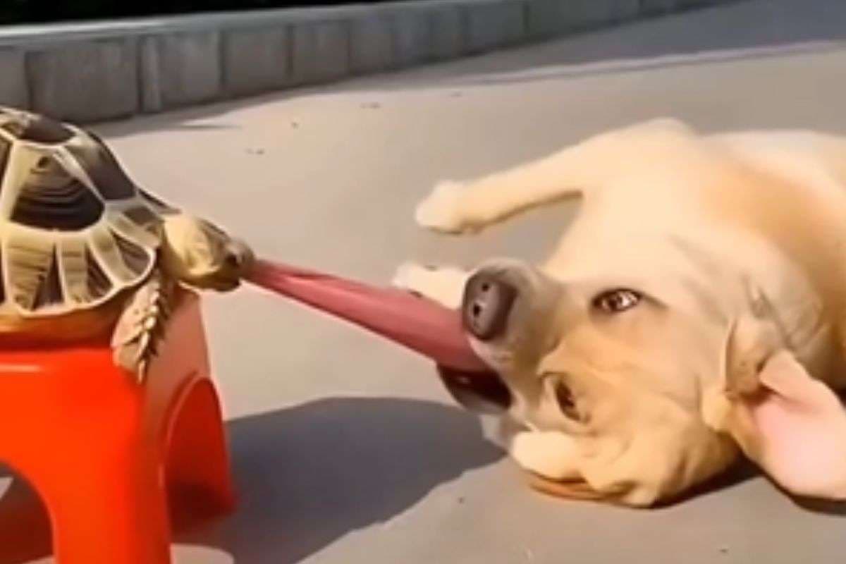 Viral Video: कछुए को चिढ़ाना कुत्ते को पड़ा भारी, दांत से काट दी जीभ