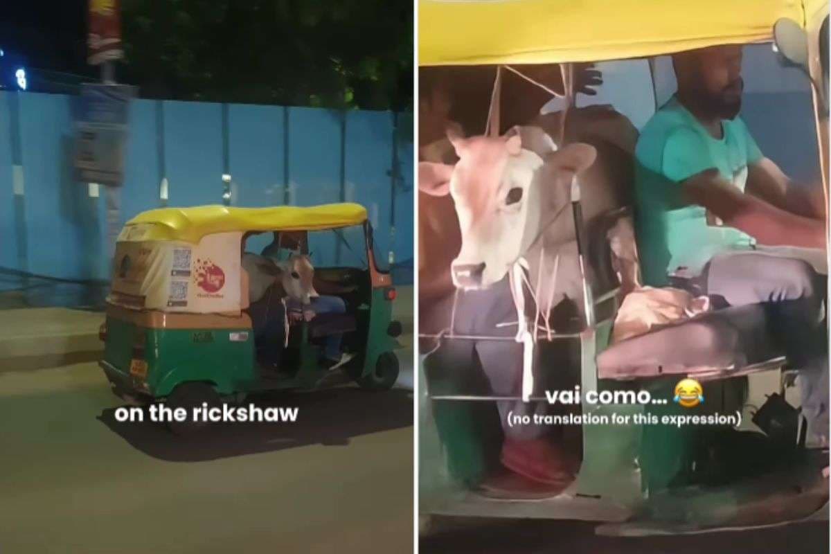viral video calf ride in autorickshaw viral video calf ride in autorickshaw